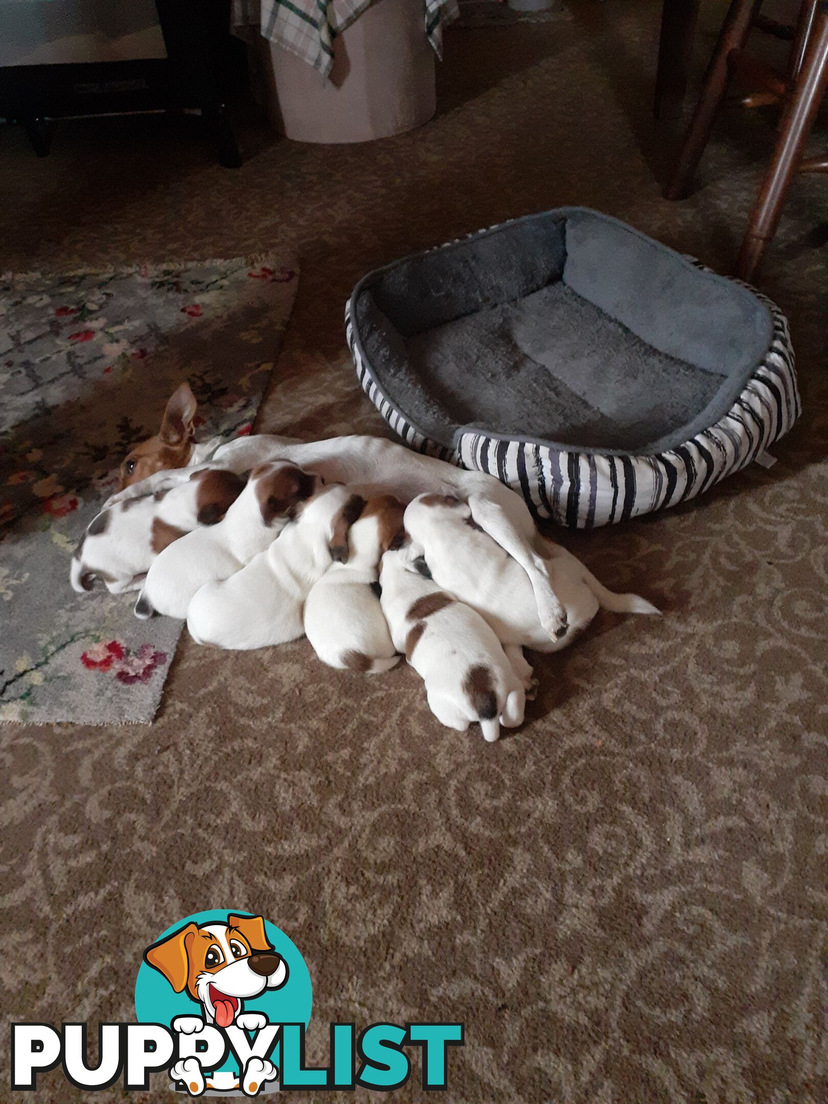 Gorgeous little pure bread jack Russell puppies