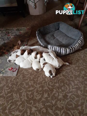 Gorgeous little pure bread jack Russell puppies