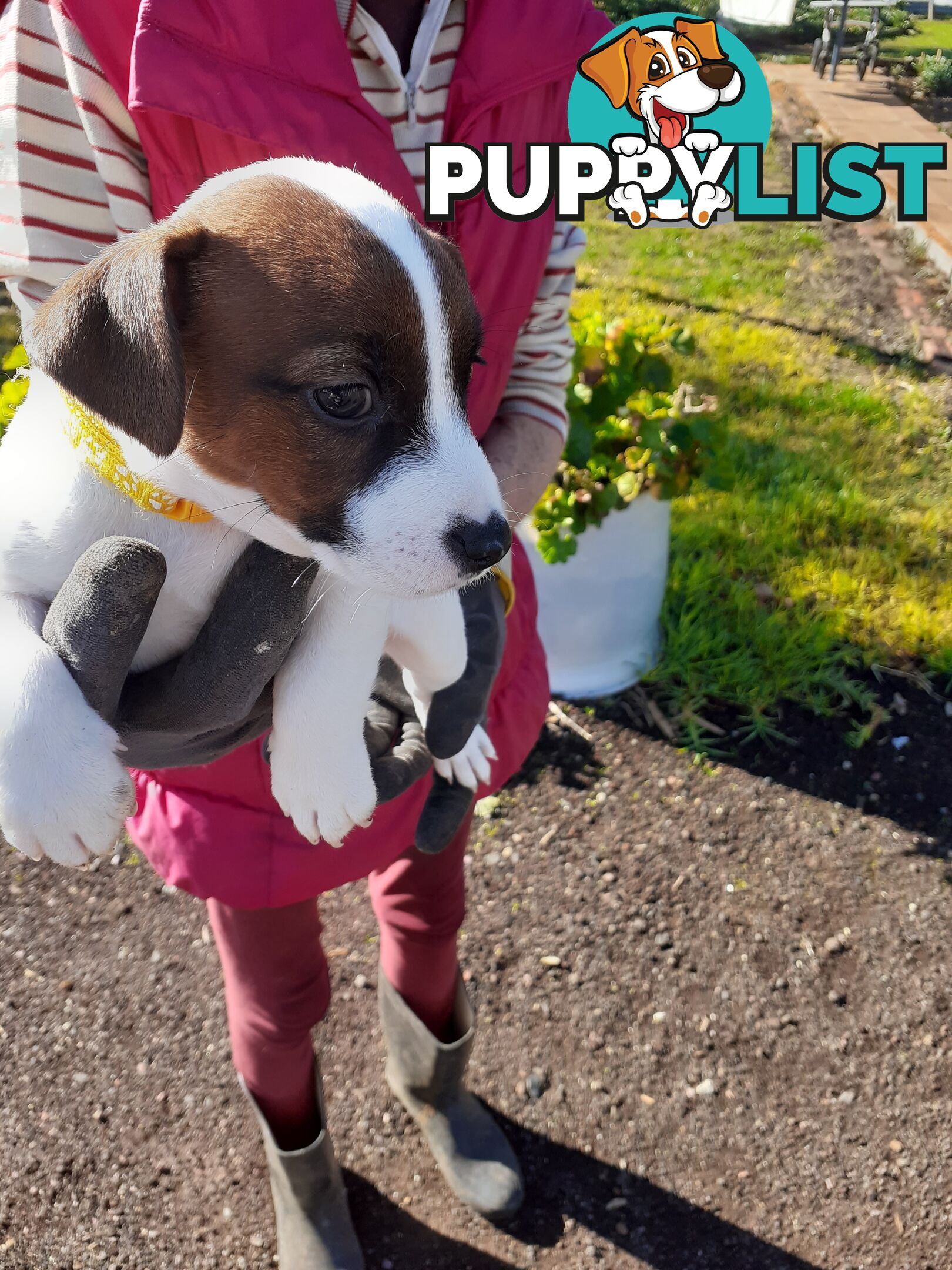 Gorgeous little pure bread jack Russell puppies