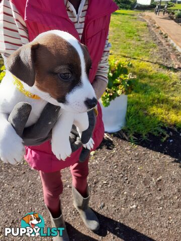 Gorgeous little pure bread jack Russell puppies