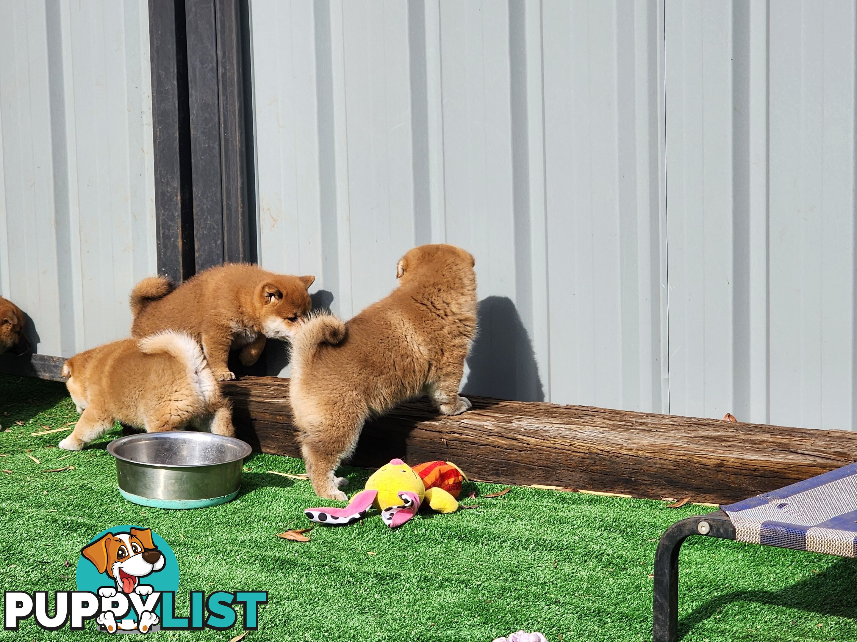 PEDIGREE SHIBA INU PUPPIES