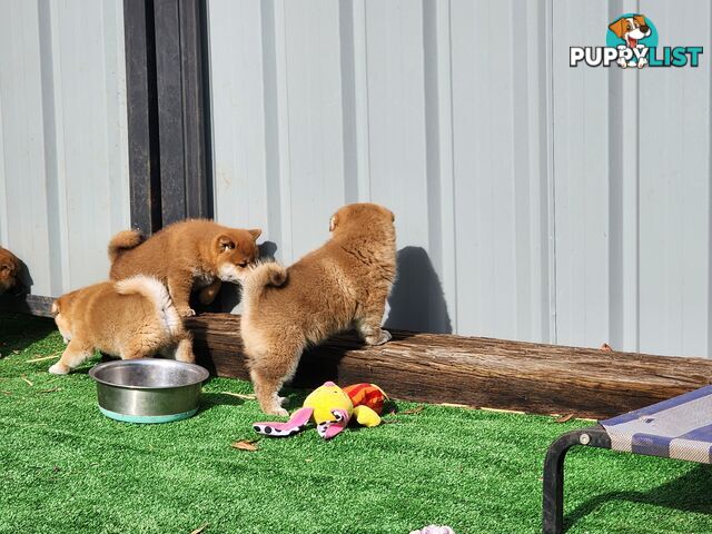 PEDIGREE SHIBA INU PUPPIES