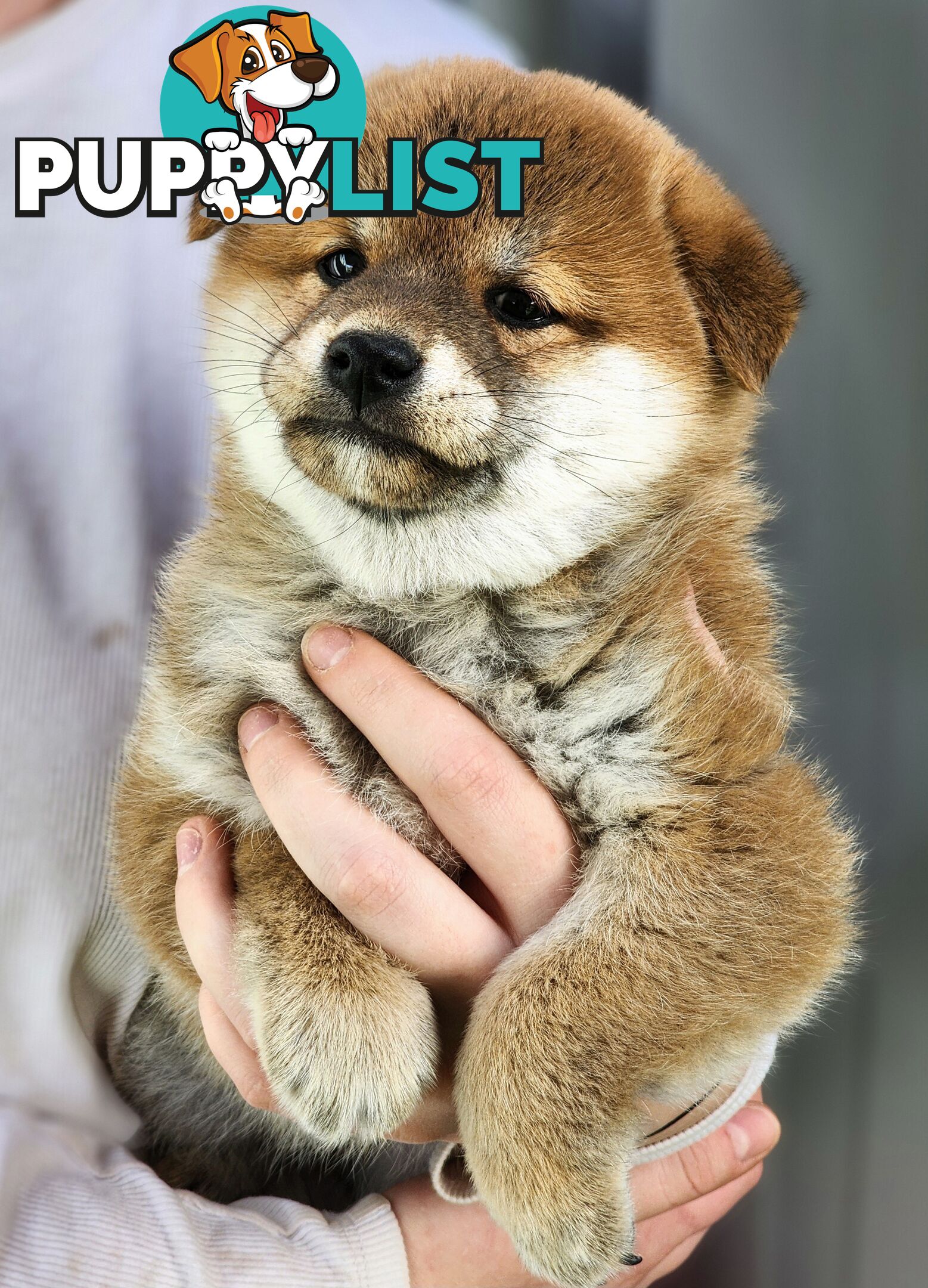 PEDIGREE SHIBA INU PUPPIES
