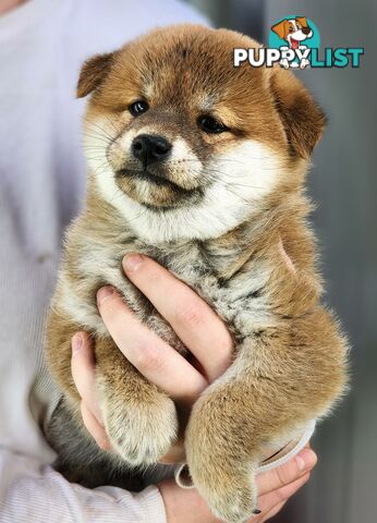 PEDIGREE SHIBA INU PUPPIES