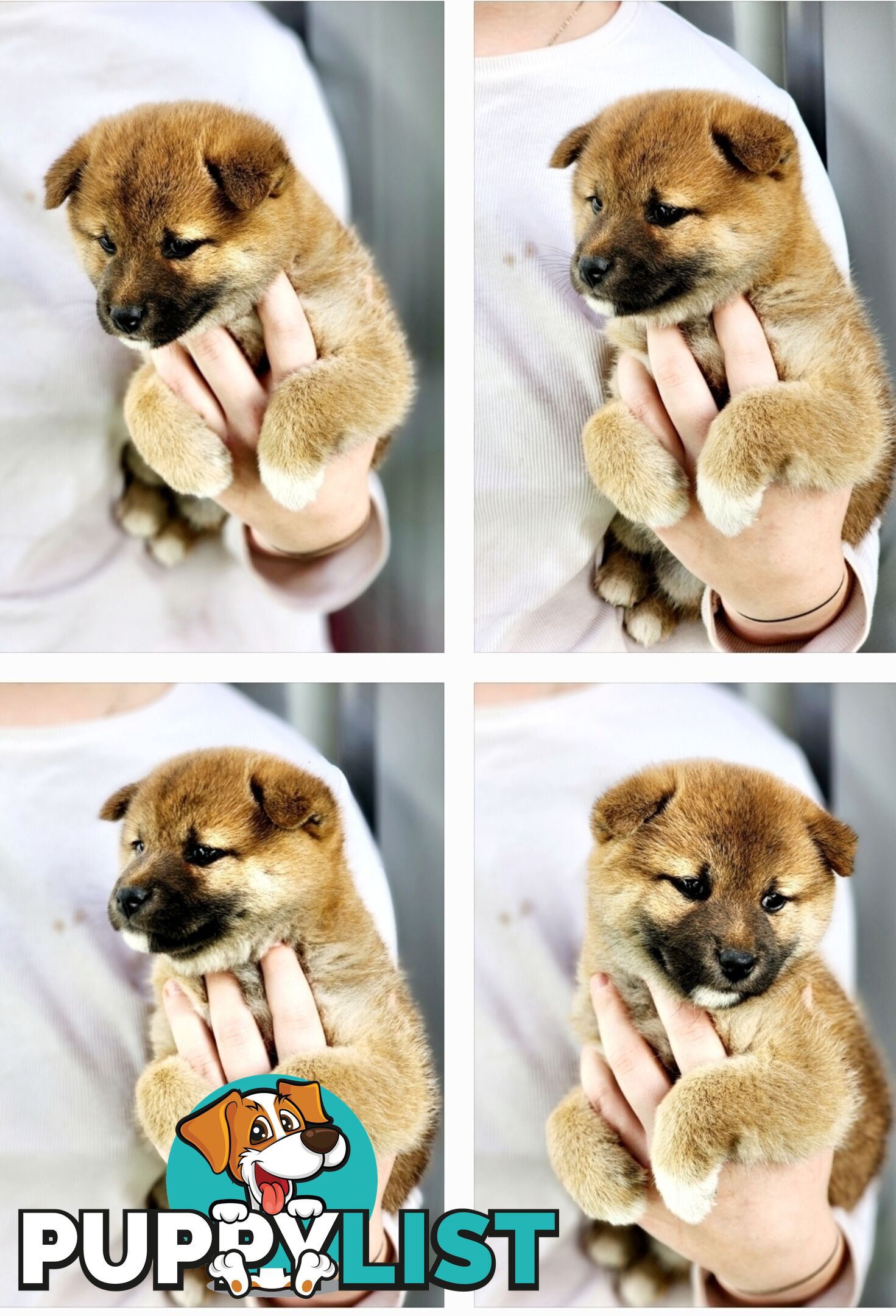 PEDIGREE SHIBA INU PUPPIES