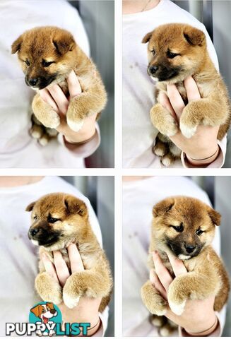PEDIGREE SHIBA INU PUPPIES