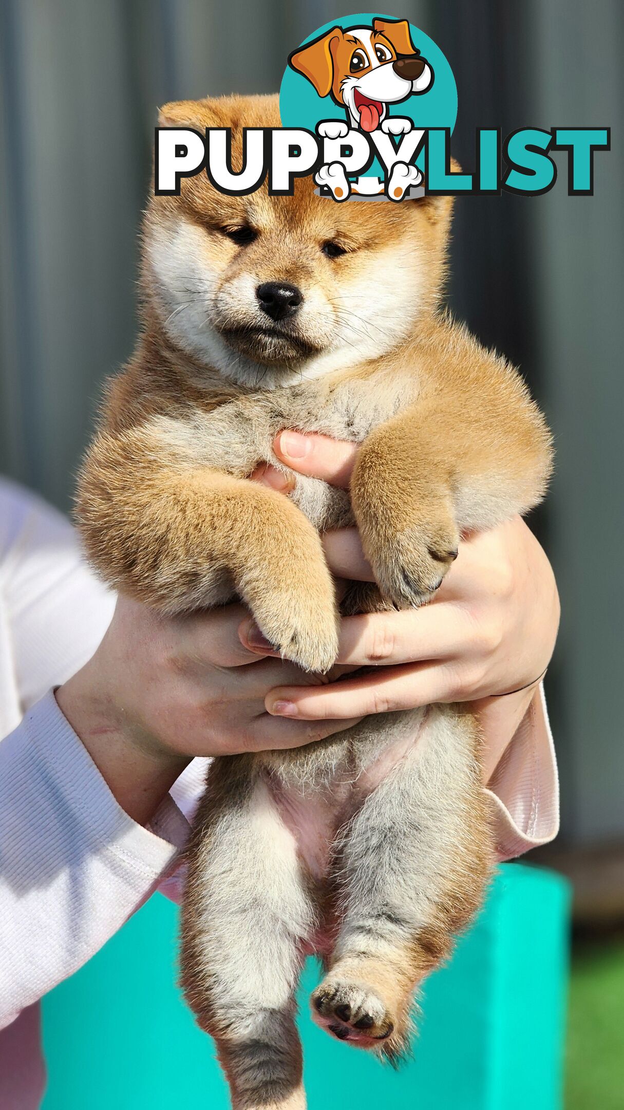 PEDIGREE SHIBA INU PUPPIES