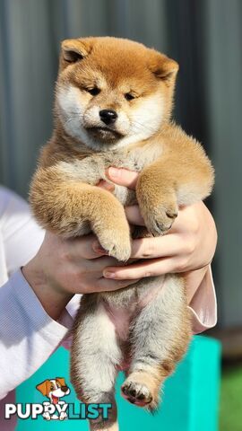 PEDIGREE SHIBA INU PUPPIES