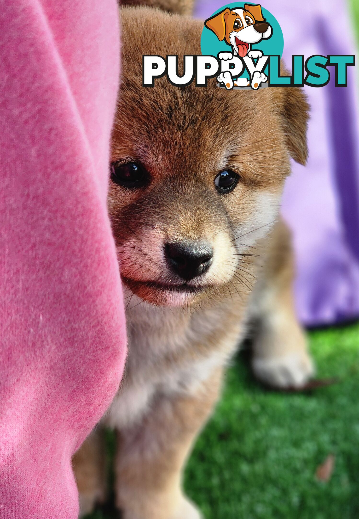 PEDIGREE SHIBA INU PUPPIES