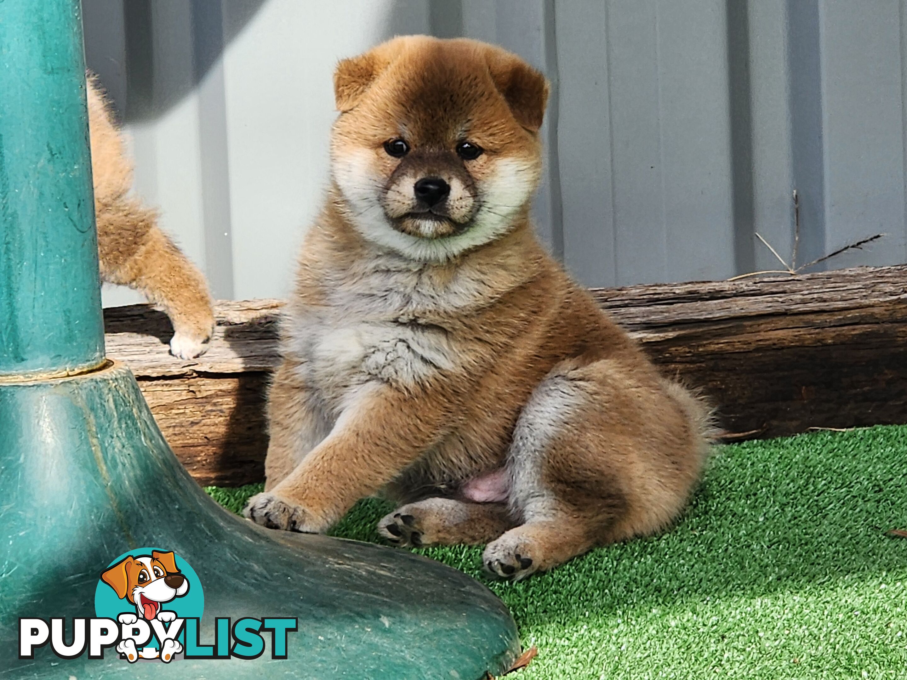 PEDIGREE SHIBA INU PUPPIES