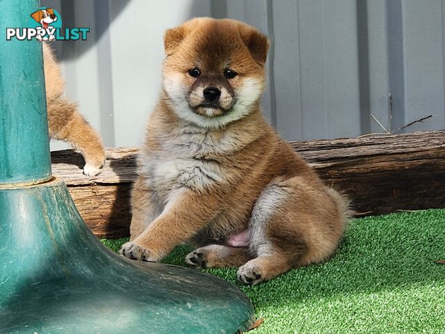 PEDIGREE SHIBA INU PUPPIES