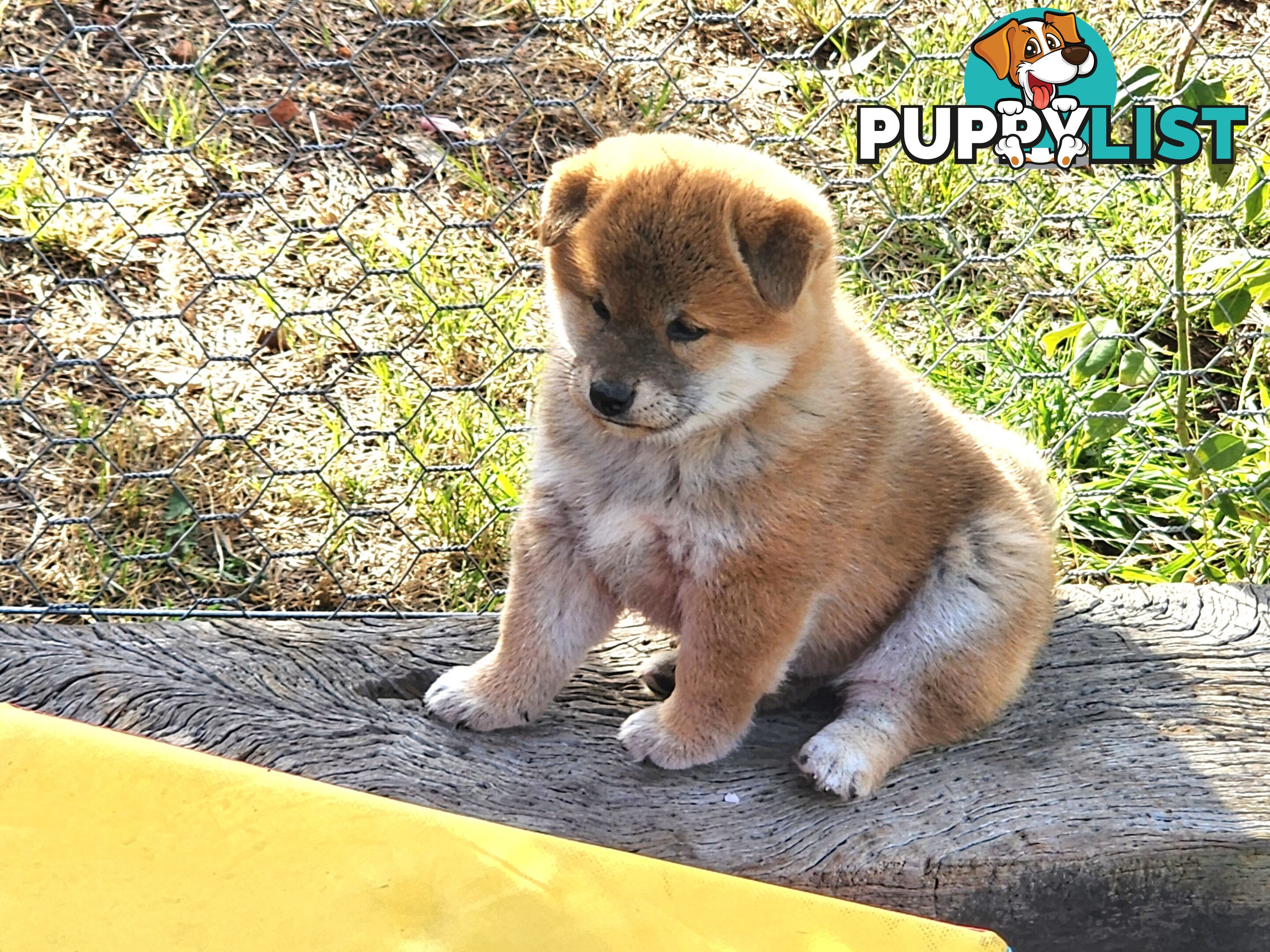 PEDIGREE SHIBA INU PUPPIES