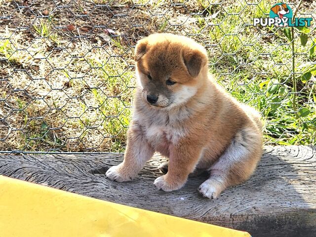 PEDIGREE SHIBA INU PUPPIES