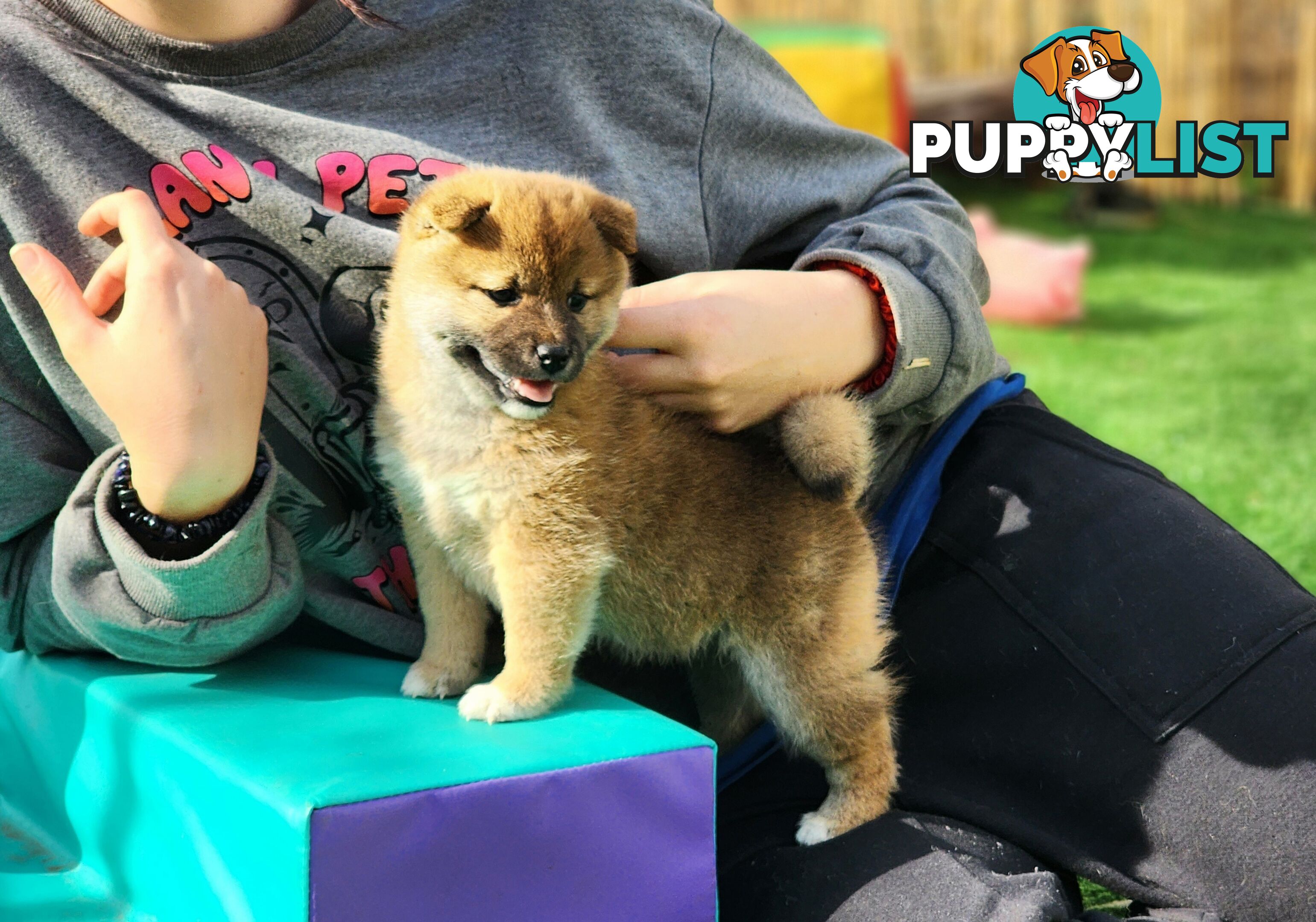 PEDIGREE SHIBA INU PUPPIES