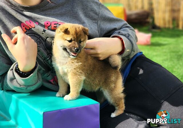PEDIGREE SHIBA INU PUPPIES