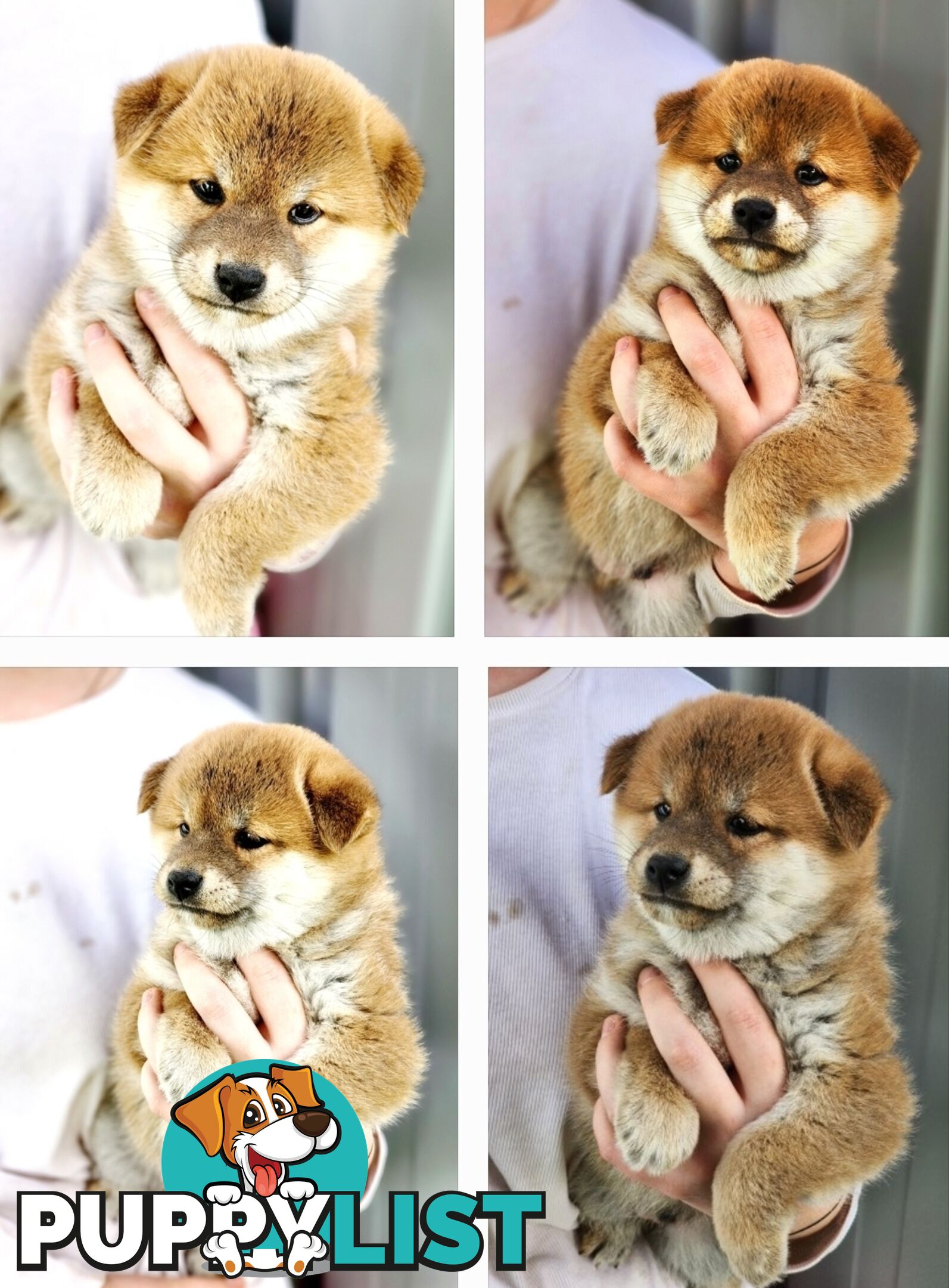 PEDIGREE SHIBA INU PUPPIES