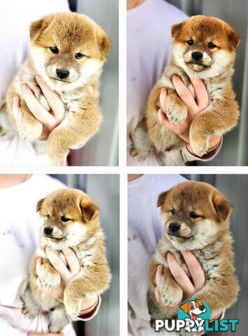 PEDIGREE SHIBA INU PUPPIES