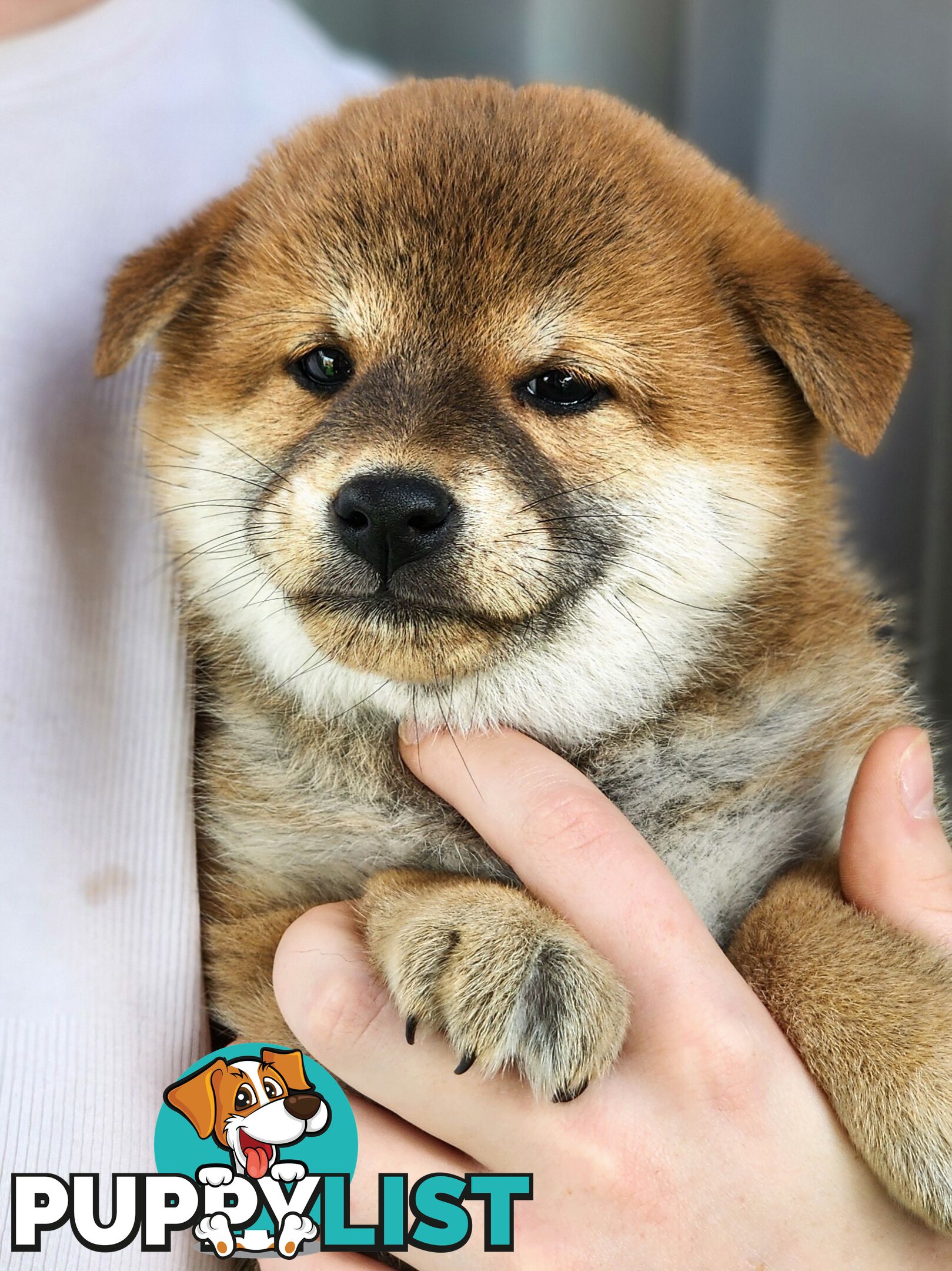 PEDIGREE SHIBA INU PUPPIES