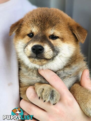 PEDIGREE SHIBA INU PUPPIES