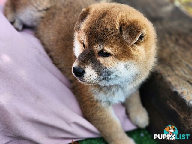 PEDIGREE SHIBA INU PUPPIES