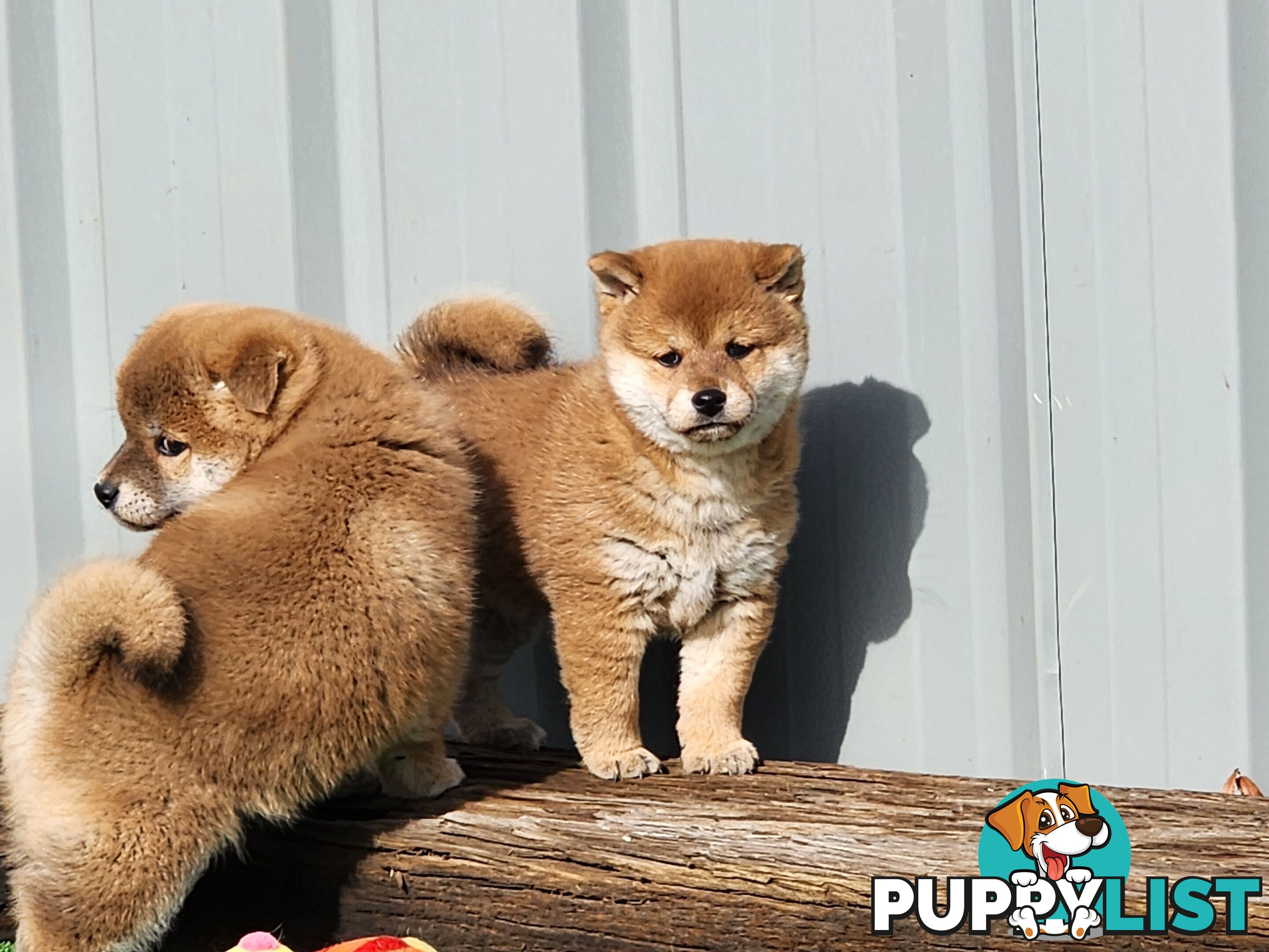PEDIGREE SHIBA INU PUPPIES