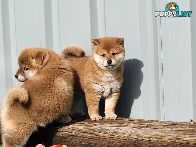 PEDIGREE SHIBA INU PUPPIES