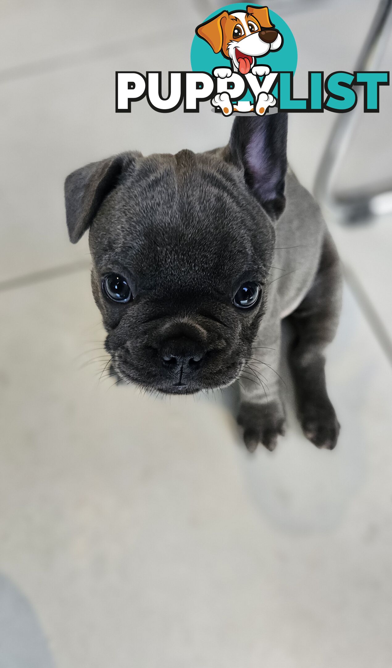 French Bulldog Puppy