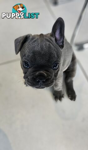 French Bulldog Puppy