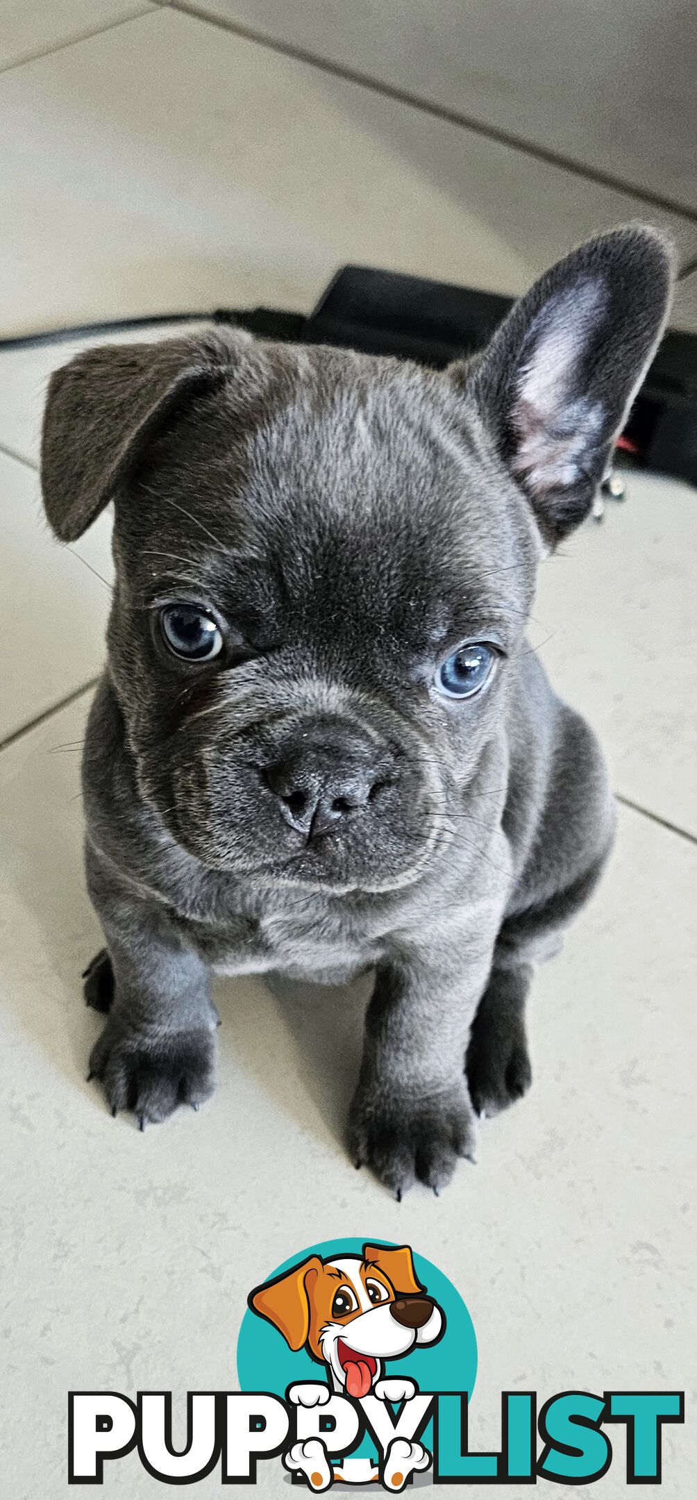 French Bulldog Puppy