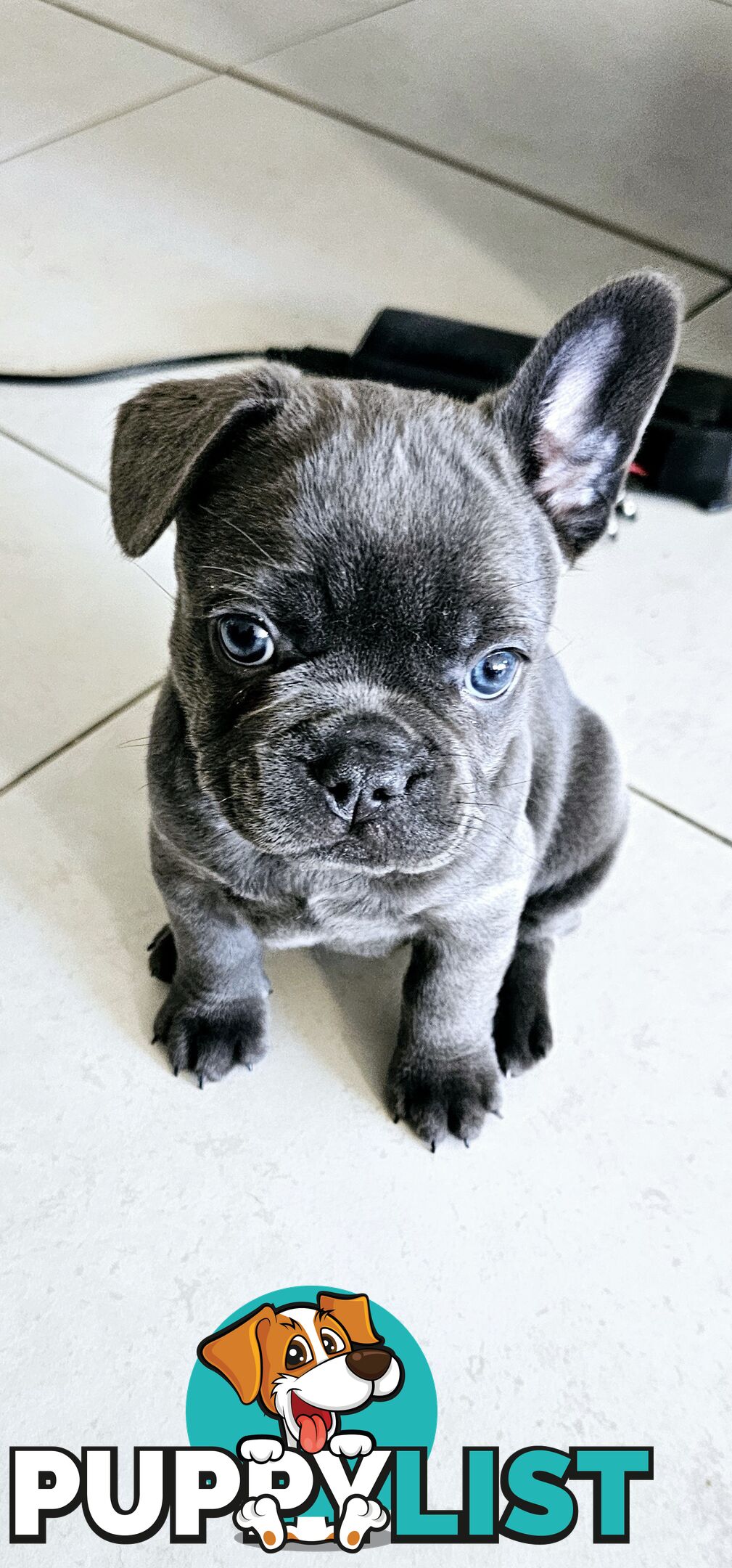 French Bulldog Puppy