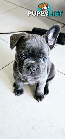 French Bulldog Puppy