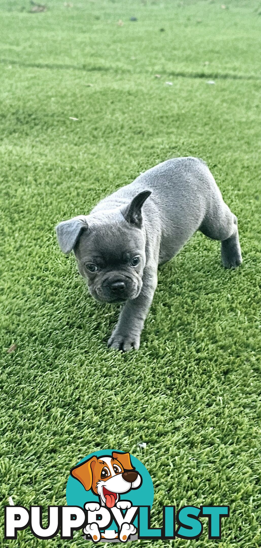 French Bulldog Puppy