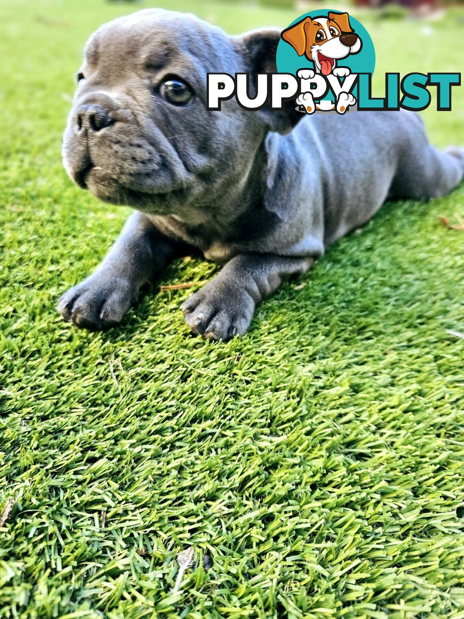 French Bulldog Puppy