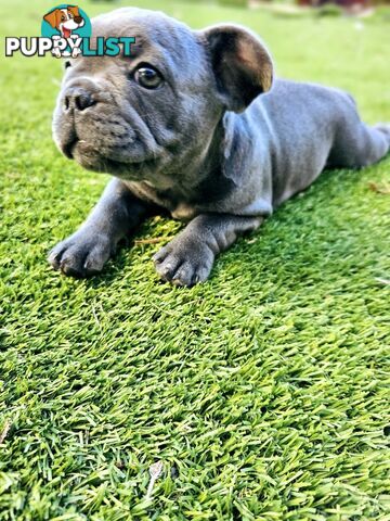 French Bulldog Puppy