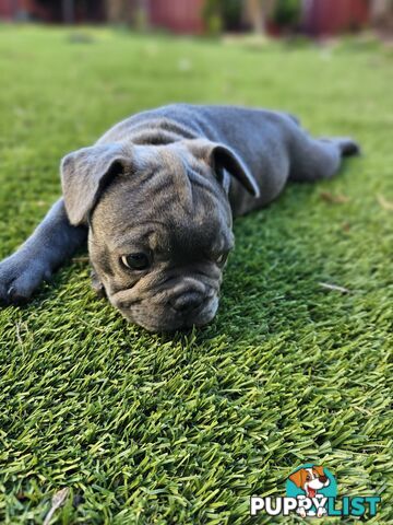 French Bulldog Puppy