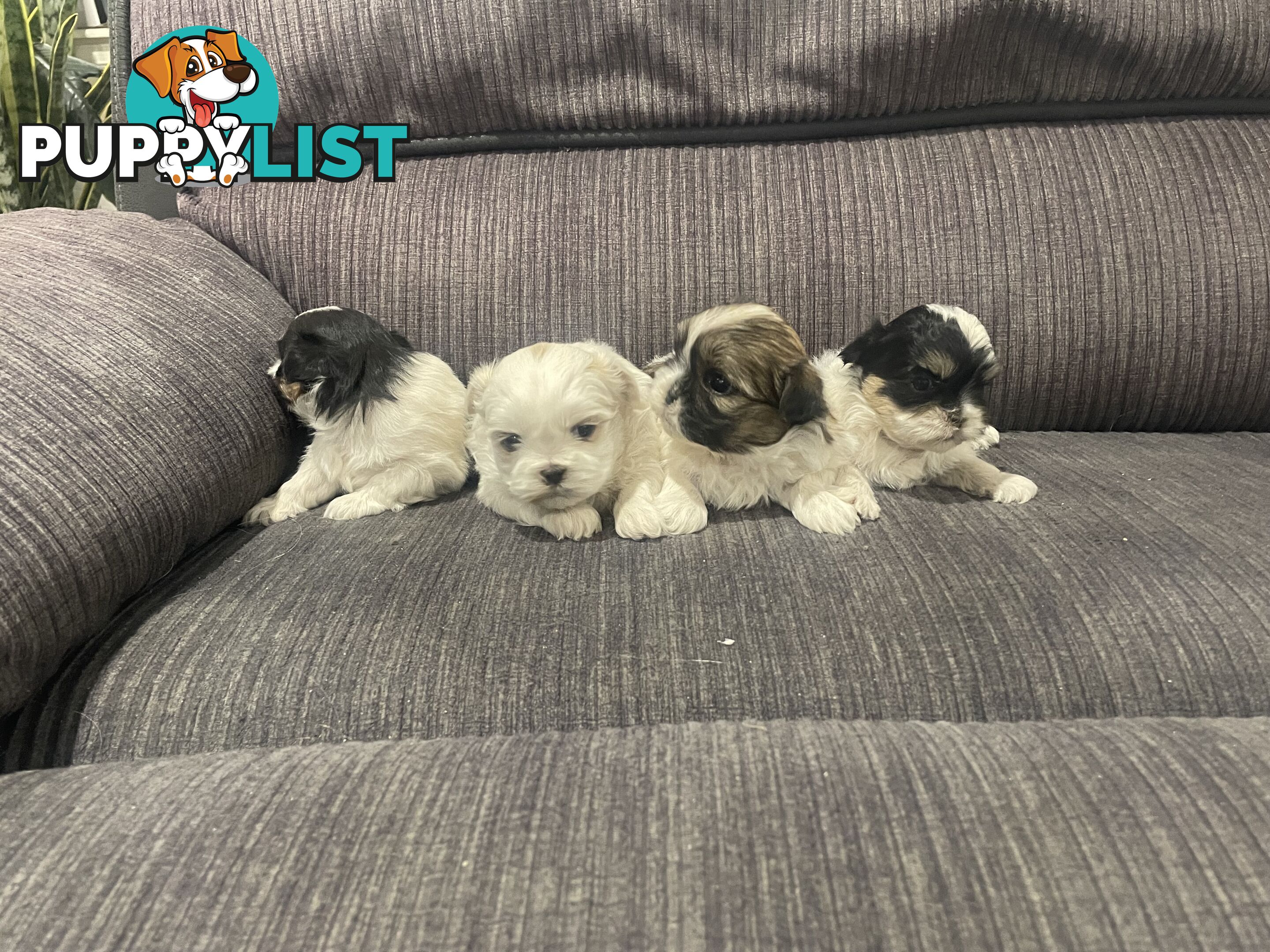 Shihtzu maltese puppies