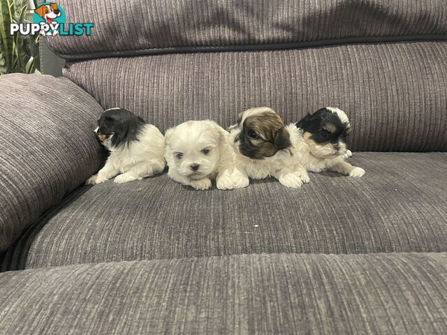Shihtzu maltese puppies