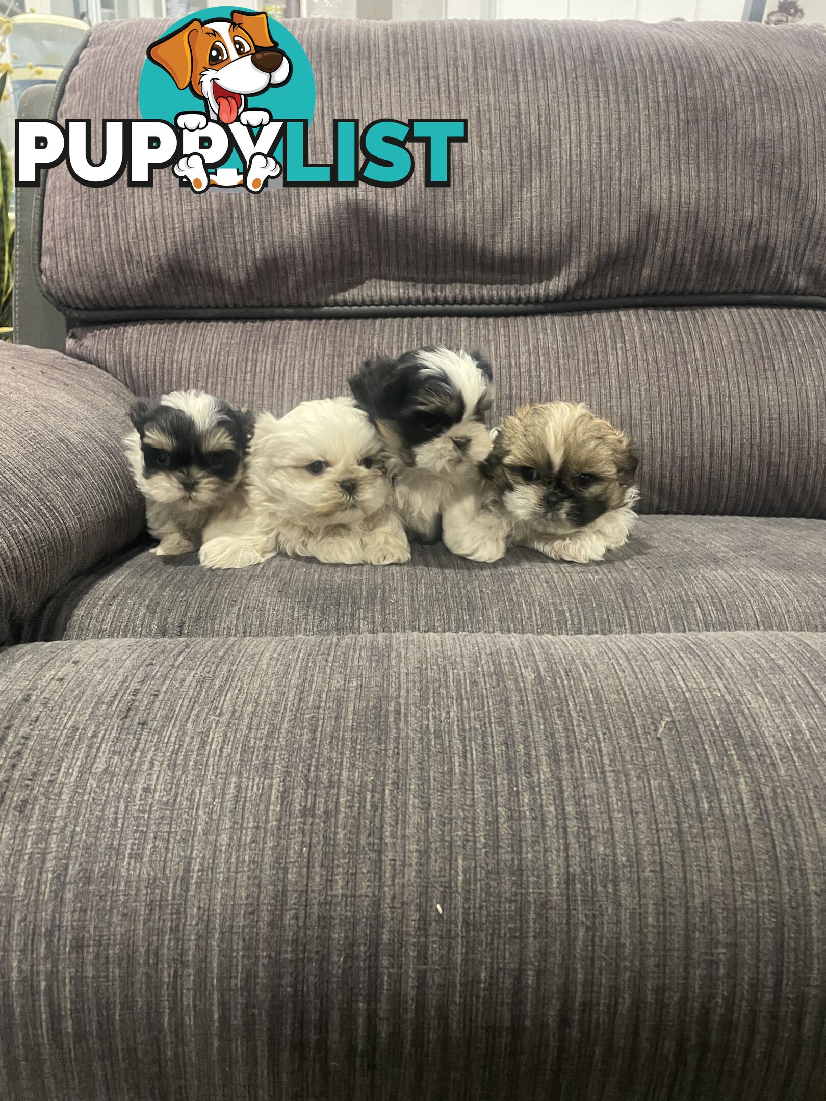 Shihtzu maltese puppies