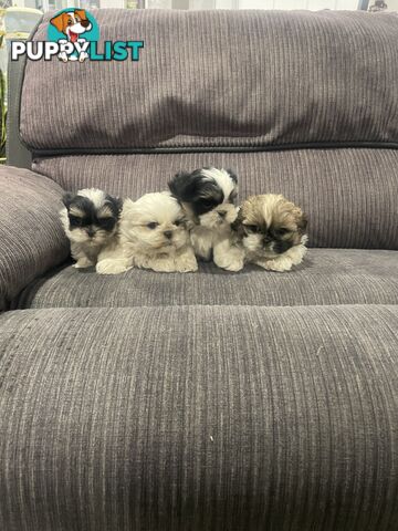 Shihtzu maltese puppies