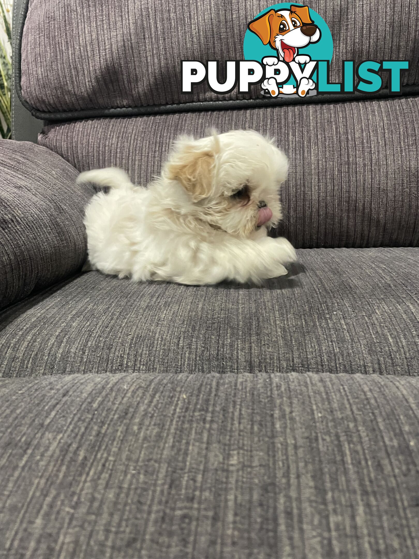 Shihtzu maltese puppies