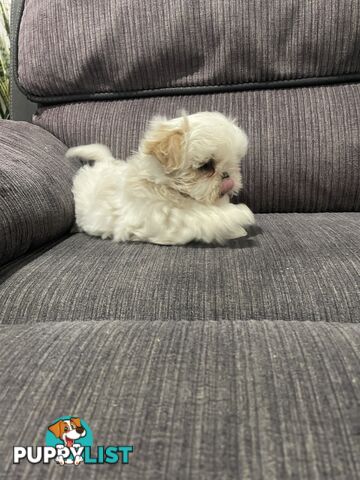 Shihtzu maltese puppies