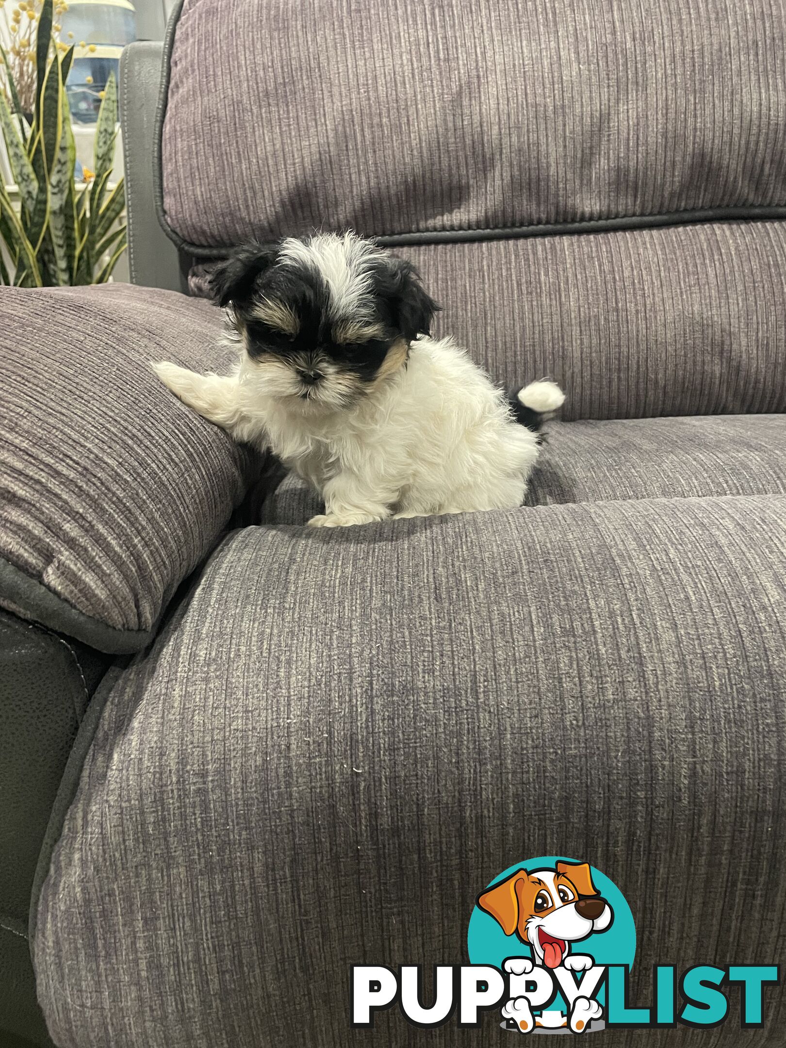 Shihtzu maltese puppies