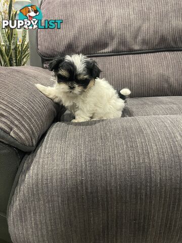 Shihtzu maltese puppies