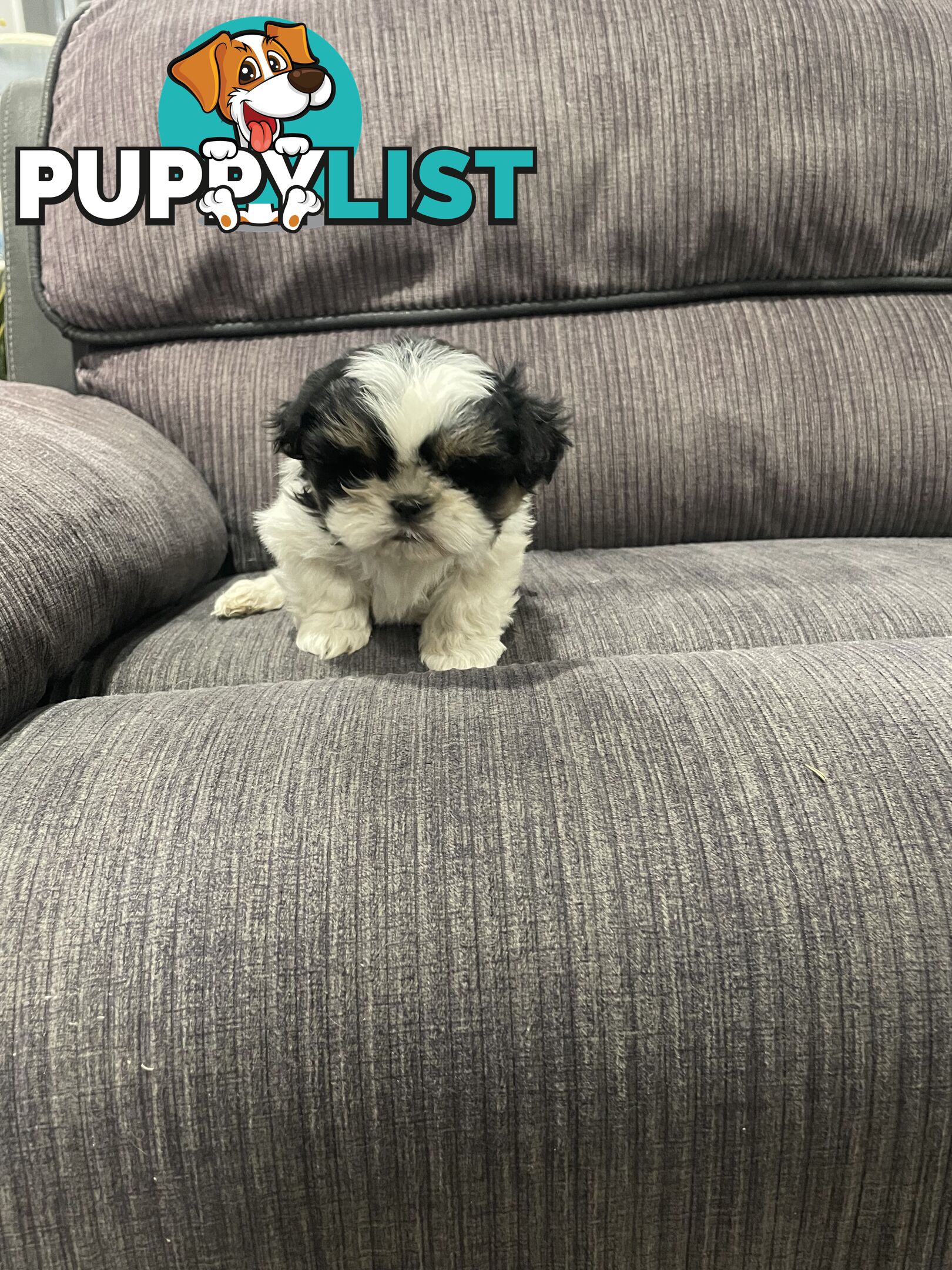 Shihtzu maltese puppies