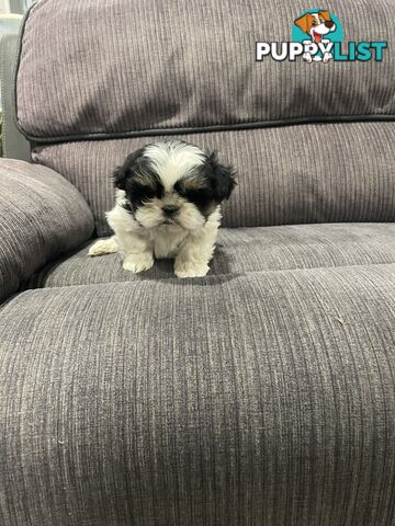 Shihtzu maltese puppies