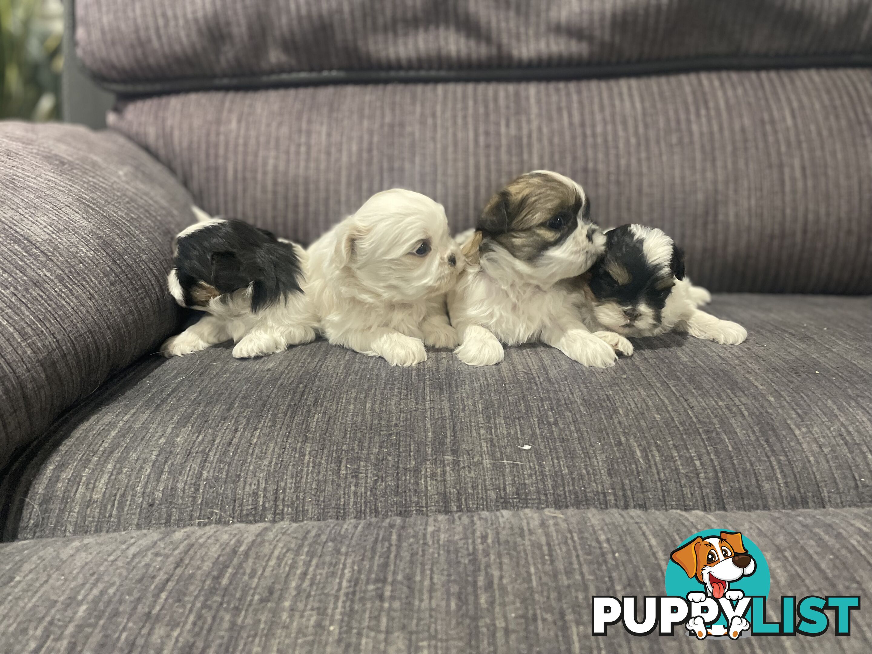 Shihtzu maltese puppies