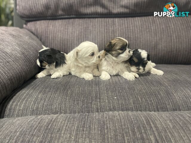 Shihtzu maltese puppies