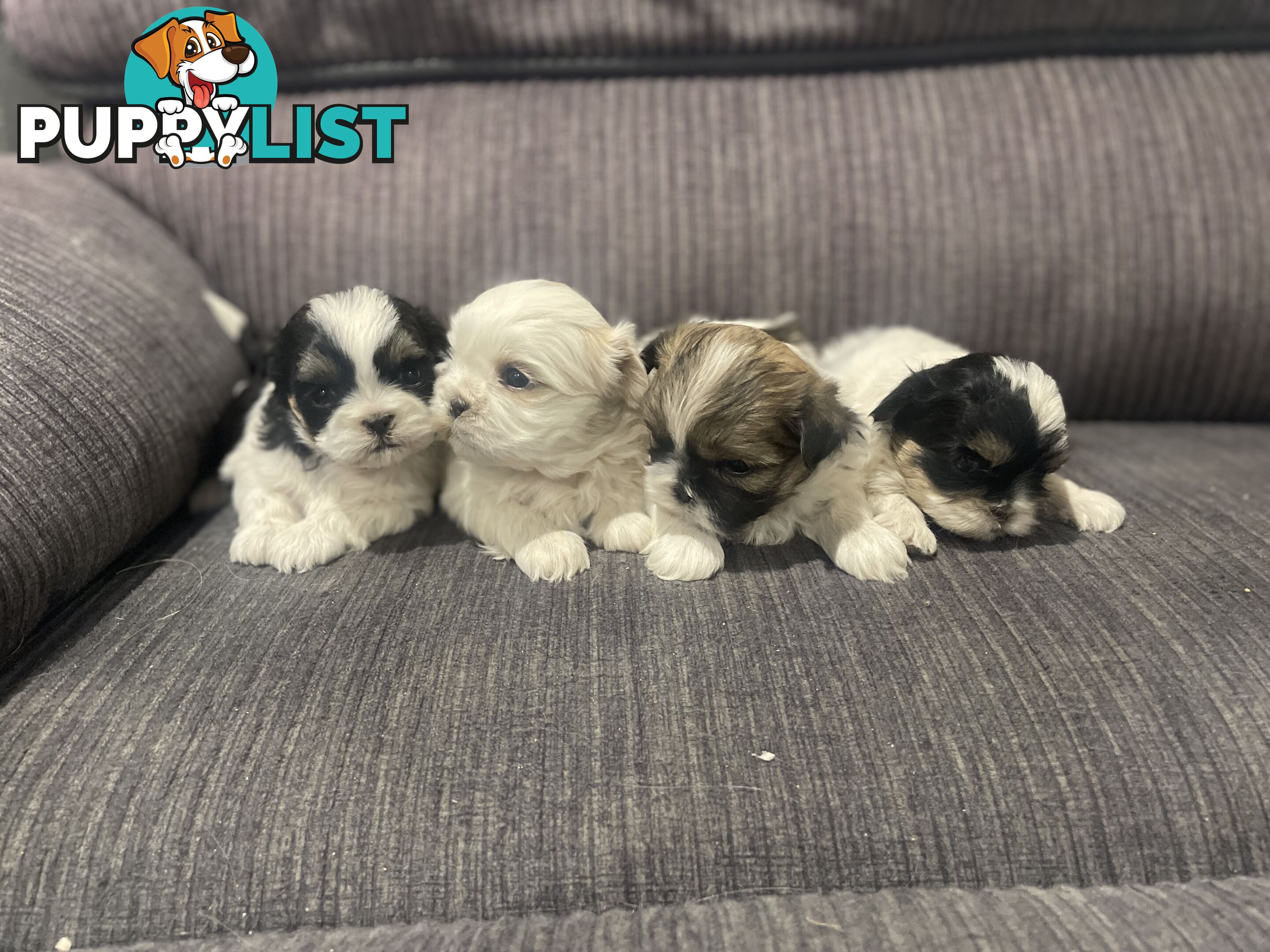 Shihtzu maltese puppies
