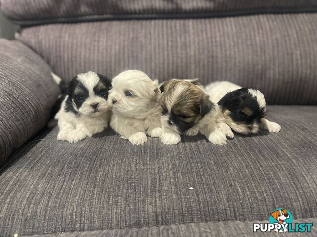 Shihtzu maltese puppies