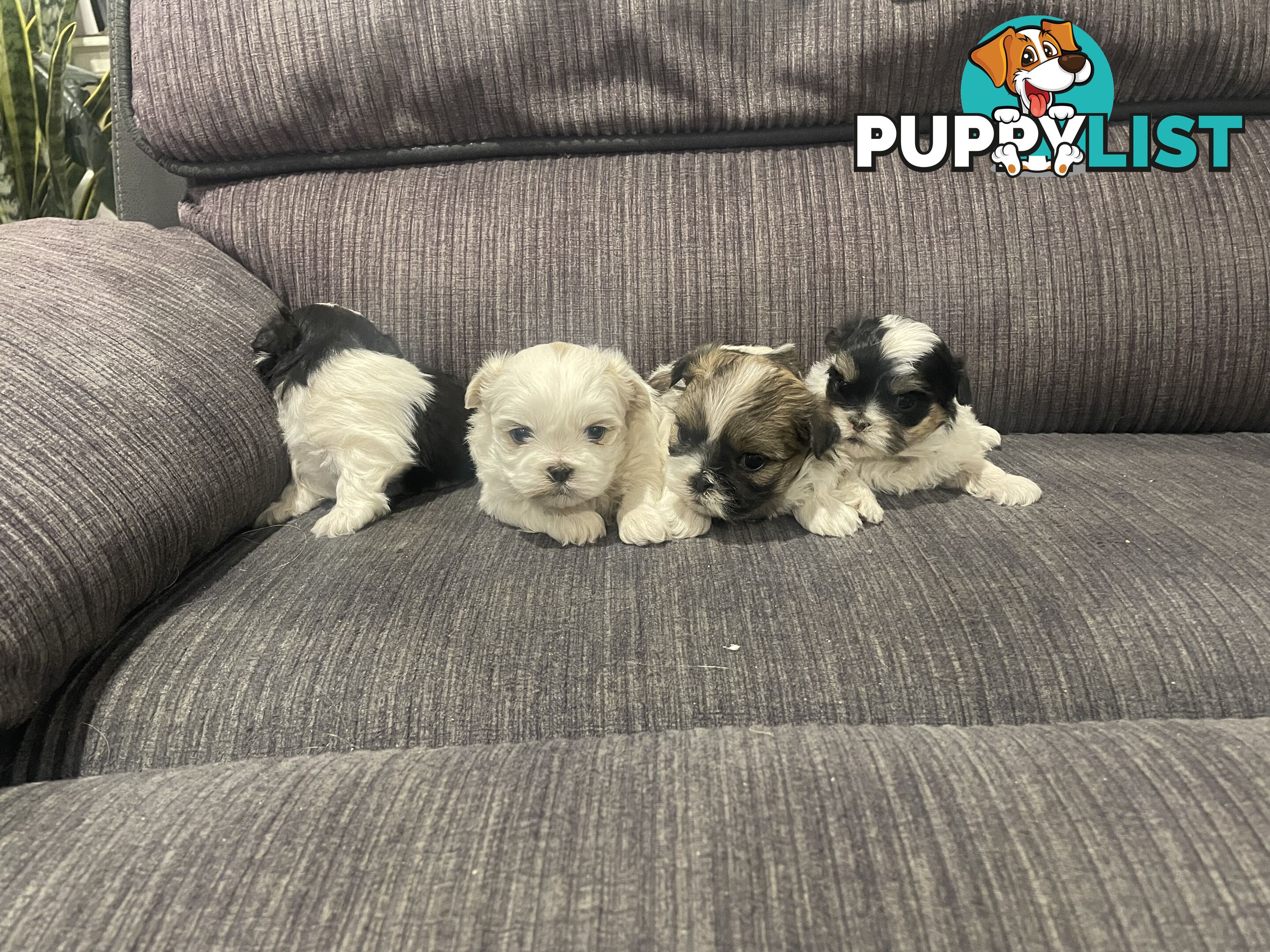 Shihtzu maltese puppies